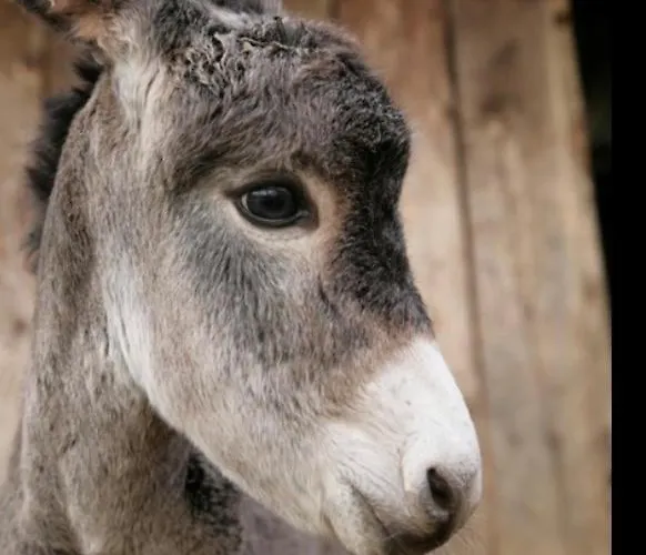 La Petite Maison Fachwerkhaus Am Rande Des Sauerlandes In